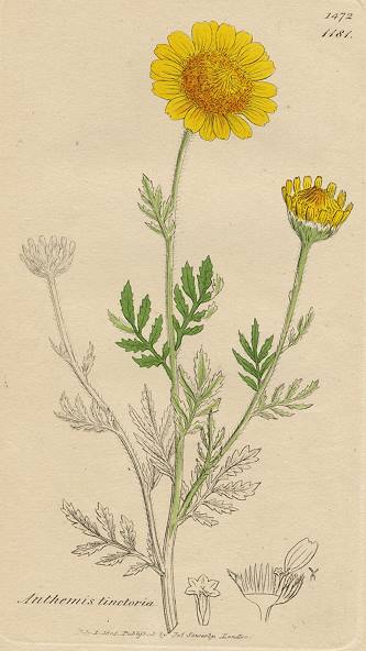 Anthemis tinetoria, Sowerby, 1805 / 1839