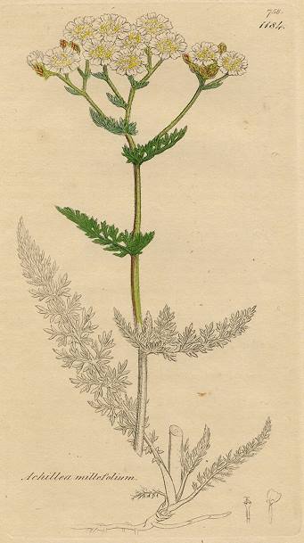 Achillea millefolium, Sowerby, 1813 / 1839