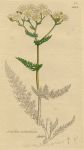 Achillea millefolium, Sowerby, 1813 / 1839