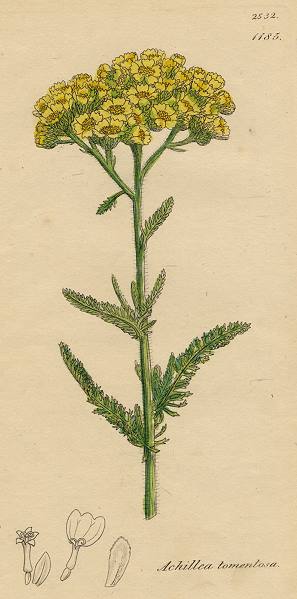 Achillea tomentosa, Sowerby, 1813 / 1839