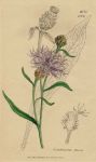 Centaurea Jacca, Sowerby, 1806 / 1839