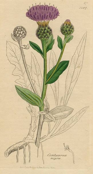 Centaurea nigra, Sowerby, 1795 / 1839