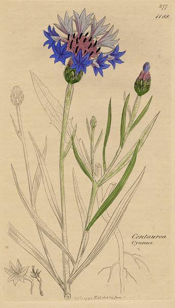 Centaurea Cyanus, Sowerby, 1795 / 1839