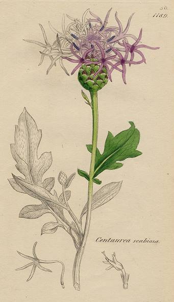 Centaurea scabiosa, Sowerby, 1800 / 1839