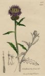 Centaurea Isnardi, Sowerby, 1811 / 1839