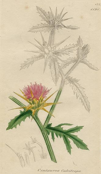 Centaurea Calcitrapa, Sowerby, 1793 / 1839