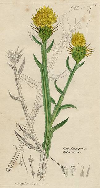 Centaurea Solstitialis, Sowerby, 1795 / 1839