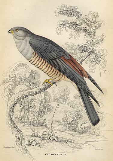 Cuckoo Falcon, 1837