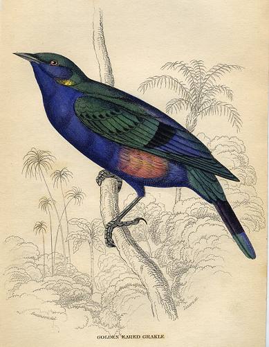 Golden Eared Grakle, 1837