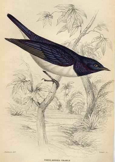 White Bodied Grakle, 1837