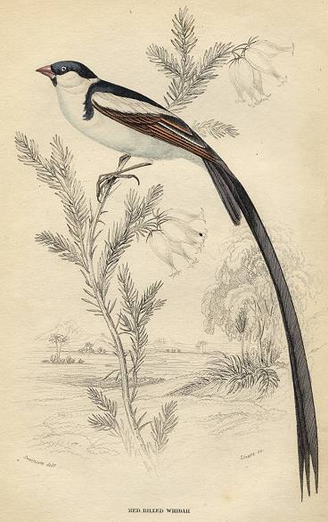 Red Bellied Widah, 1837