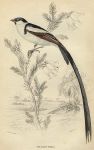 Red Bellied Widah, 1837