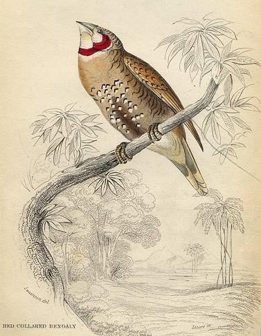 Red Collared Bengaly, 1837