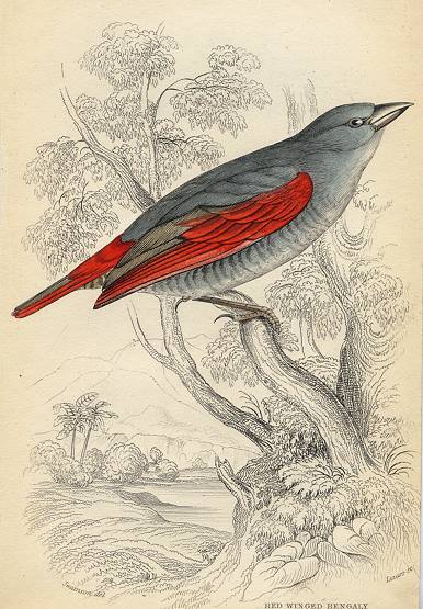 Red Winged Bengaly, 1837