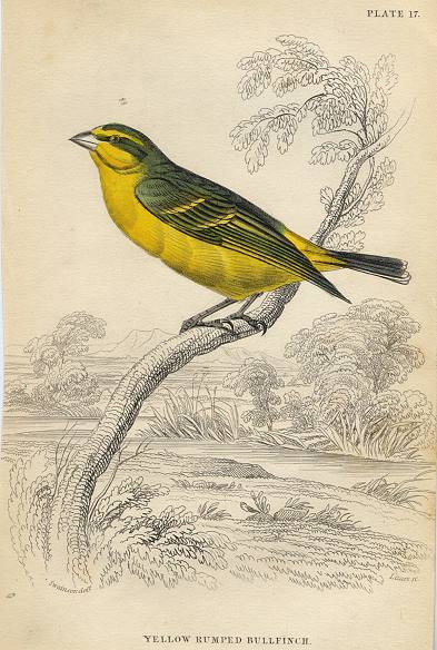 Yellow Rumped Bullfinch, 1837