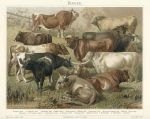 Cattle (Rinder), German chromolithograph, about 1875