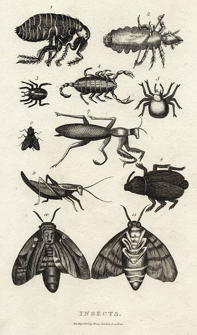 Insects (moths, flea, beetles), 1806