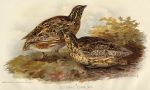 Coturnix Communis, 1890