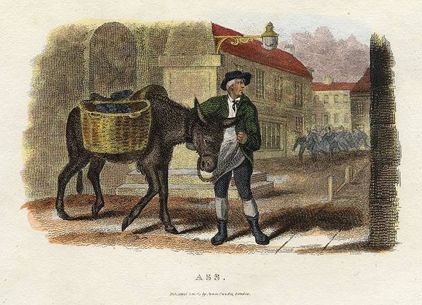 Ass, 1806