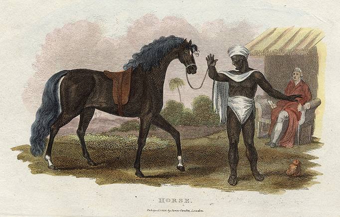 Horse, 1806