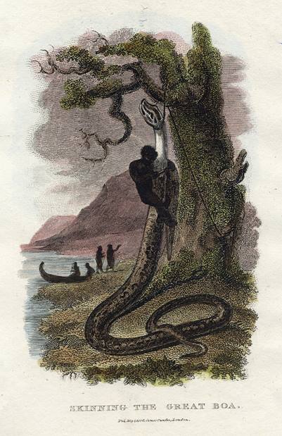 Boa Constrictor, 1806