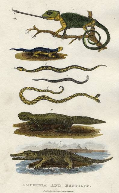 Amphibians and Reptiles, 1806