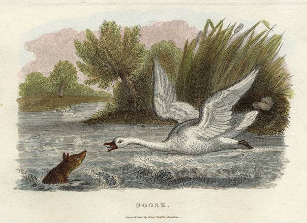 Goose, 1806