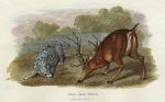 Stag & Once, 1806