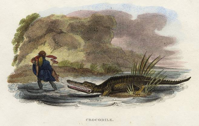 Crocodile, 1806