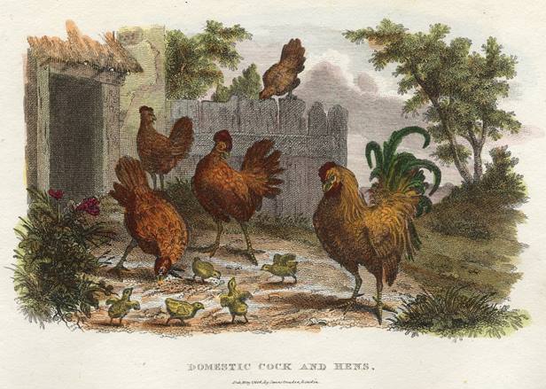 Domestic Cock & Hens, 1806