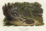 Rattlesnake, 1806