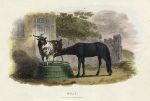Goat, 1806