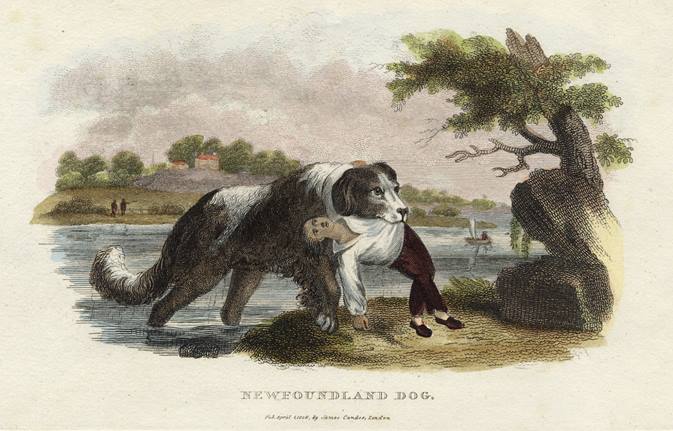 Newfoundland Dog, 1806