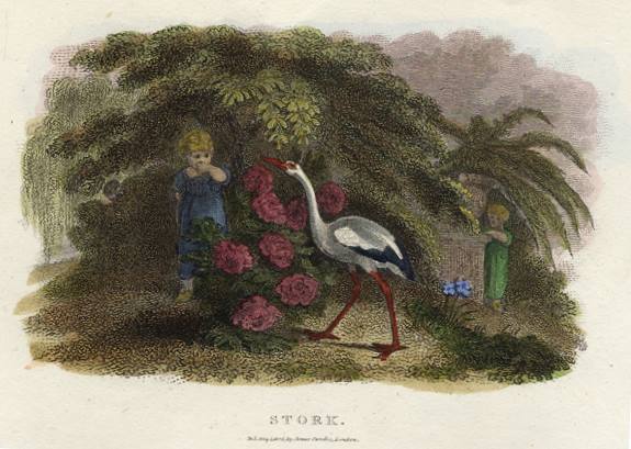Stork, 1806