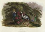 Stork, 1806
