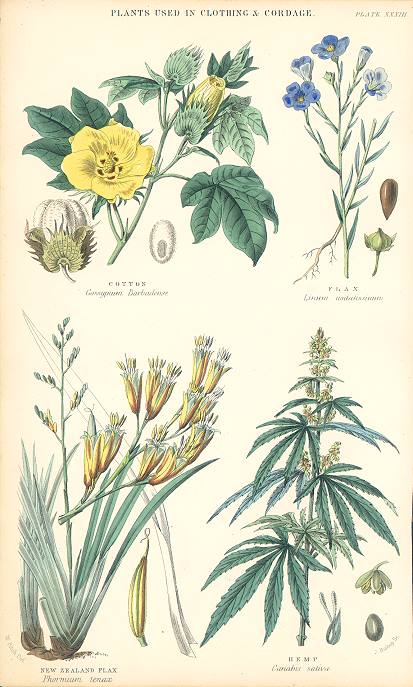 Plants used in Clothing & Cordage, 1866