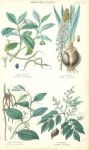 Medicinal Plants, 1866