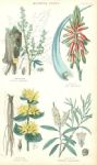 Medicinal Plants, 1866