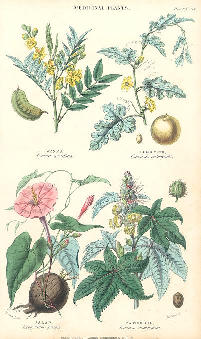 Medicinal Plants, 1866