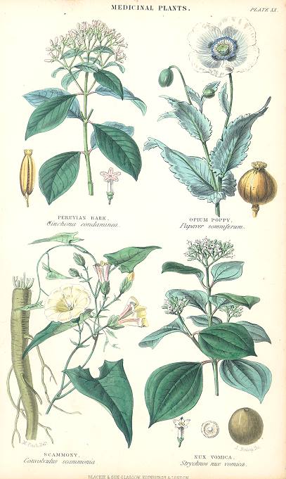 Medicinal Plants, 1866