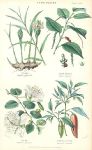 Spice Plants, 1866