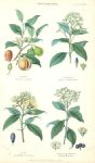 Spice Plants, 1866