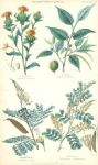 Plants used in Dyeing, 1866