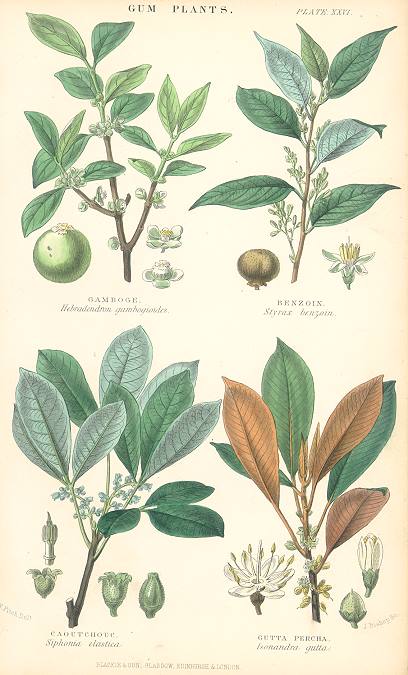 Gum Plants, 1866