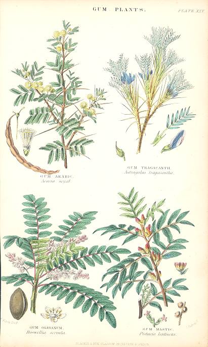 Gum Plants, 1866