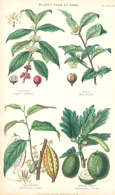 Plants used as Food, 1866