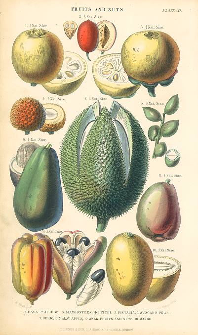 Fruits and Nuts, 1866