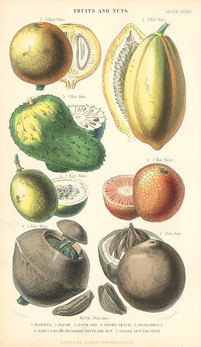 Fruits and Nuts, 1866