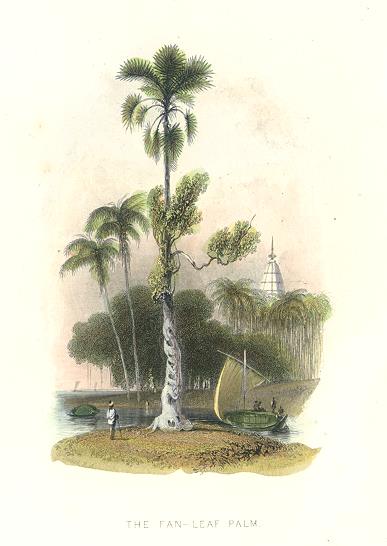 India, Fan-Leaf Palm, 1878