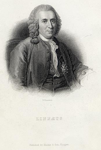 Linnaeus portrait, 1866